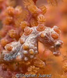 Pigmy Sea Horse  North Sulawesi/LembehStrait by Stephen Juarez 